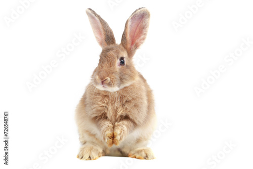 Adorable fluffy brown rabbit standing on hind legs isolated on white background, portrait of cute happy bunny pet animal.
