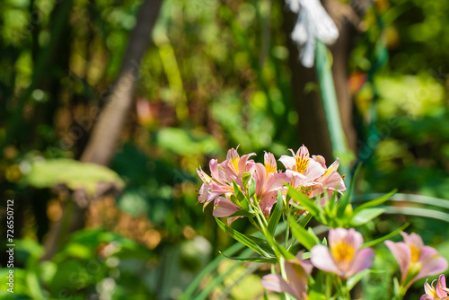 Fototapeta Naklejka Na Ścianę i Meble -  夏の公園で咲くアルストロメリアの花