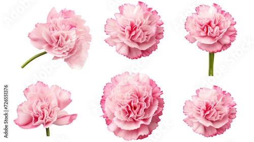 Carnation Collection: 3D Digital Art Flowers, Buds, and Leaves Isolated on Transparent Background for Perfume and Garden Designs - Top View Flat Lay PNG © sunanta