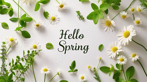 Illustration in a botanical style with a spring mood and flowers chamomiles and herbs with the text “Hello spring” in the centre on white background photo