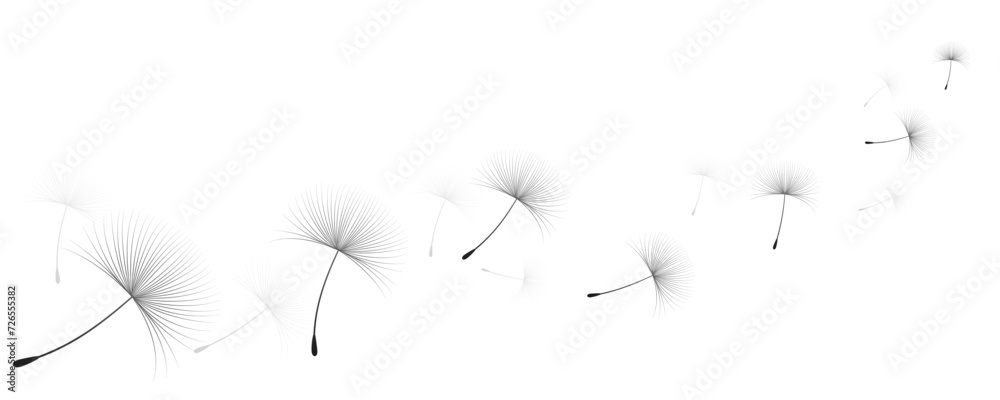 Vector illustration dandelion time. Black Dandelion seeds blowing in the wind. The wind inflates a dandelion isolated on white background. - obrazy, fototapety, plakaty 