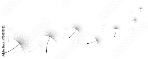 Vector illustration dandelion time. Black Dandelion seeds blowing in the wind. The wind inflates a dandelion isolated on white background. photo
