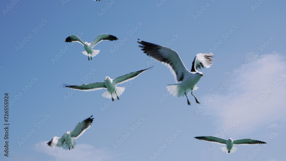 Fototapeta premium A mesmerizing aerial ballet of feathered creatures soaring through the boundless blue, as a flock of seagulls gracefully migrate across the vast sea