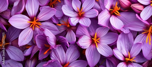 Saffron flower background in lilac hues