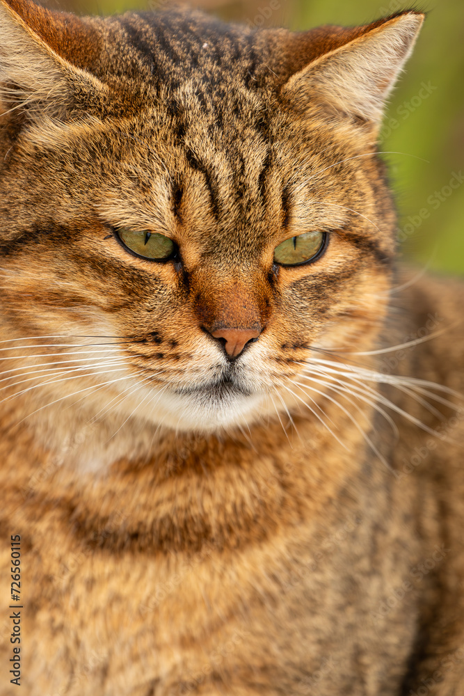 The cat looks to the side on a green  background. Portrait of a fluffy brown cat with green eyes in nature, close-up.