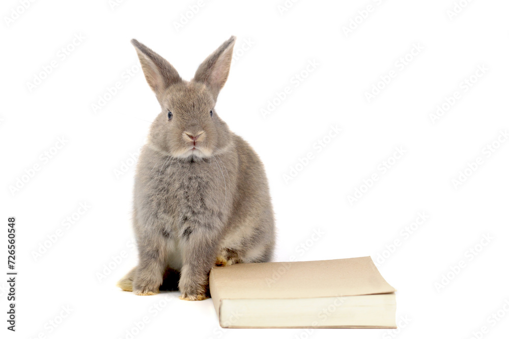 Obraz premium Happy two lovely brown gray rabbit bunny and book on white background, cute fluffy pet animal with long ears study success, pet education and animal training concept.
