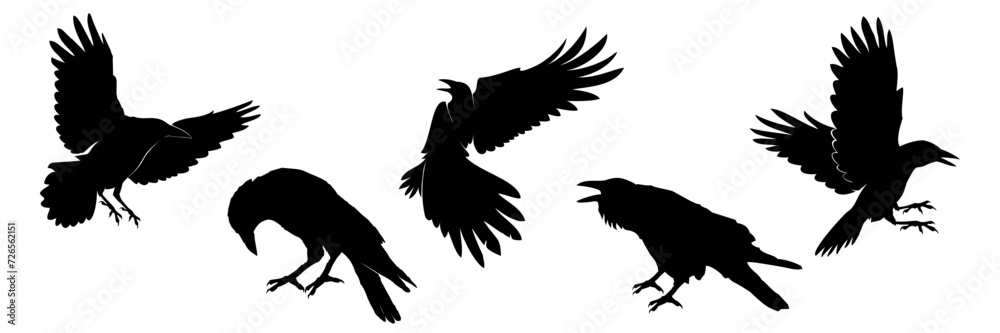 Obraz premium set of crow