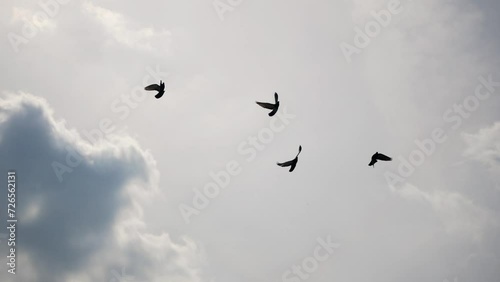 Flock of doves is flying in the sky