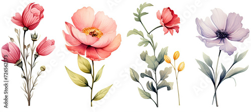 a set of four watercolor flowers. Isolated on white background