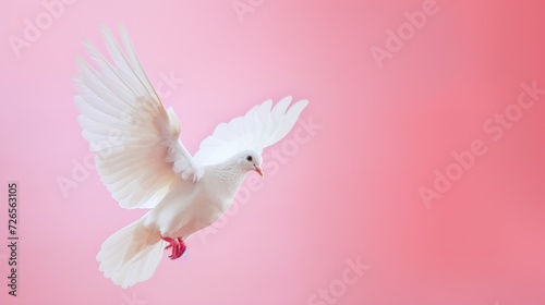 White Dove flying on pink background. Copy space for text