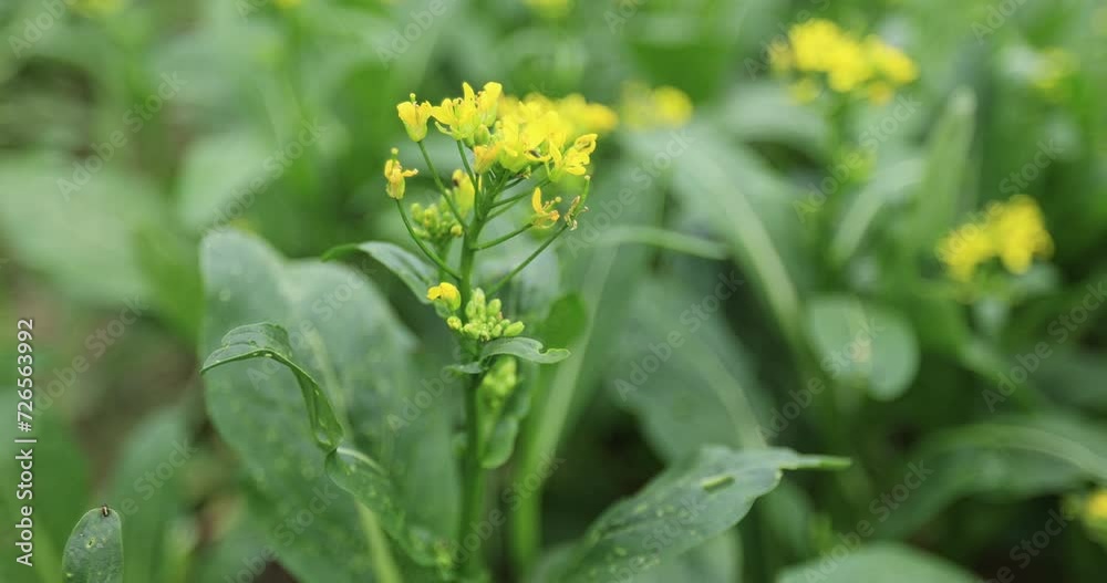 Green choy sum in growth at vegetable garden Green choy sum in growth at vegetable garden