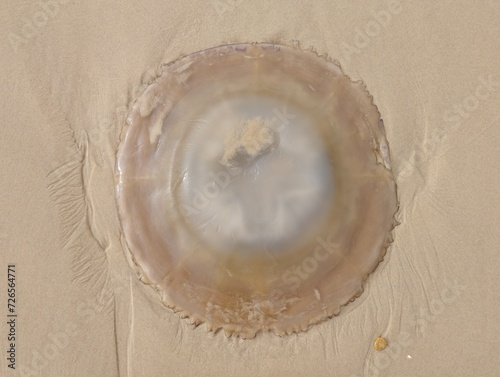 Close-up of a jellyfish washed up on the beach at low tide