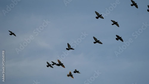 Flock of pigeons flies in the sky. Birds of the world.