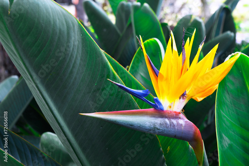 Beautiful tropical flower Strelitzia reginae in the garden. Bird of paradise outdoor. An evergreen perennial, it is widely cultivated for its dramatic flowers