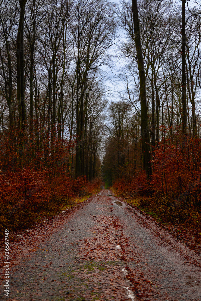 A dirt road with red leaves on it.
A winding dirt road through a vibrant autumn forest.