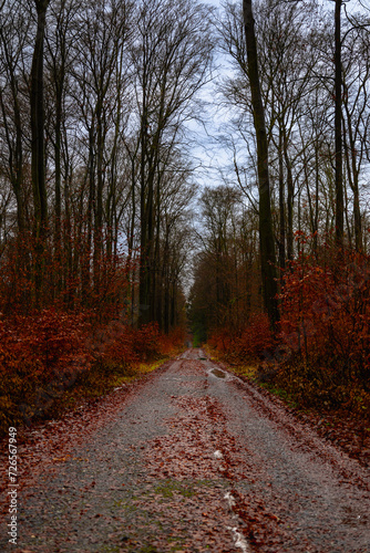 A dirt road with red leaves on it. A winding dirt road through a vibrant autumn forest.