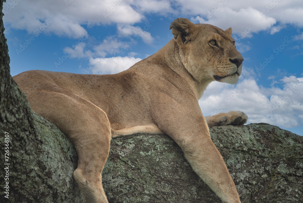 Big lion lying on savannah grass. Landscape with characteristic trees on the plain and hills in the background Big lion lying on savannah grass. Landscape with characteristic trees on the plain and hills in the background