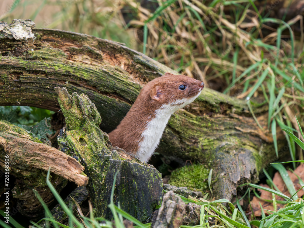Obraz premium Juvenile Weasel Looking Out a Hole