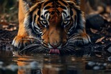 a tiger drinking water from a body of water with his mouth