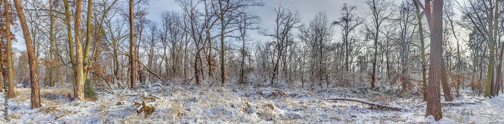 Panoramic picture in a snow-covered winter forest in the evening Panoramic picture in a snow-covered winter forest in the evening