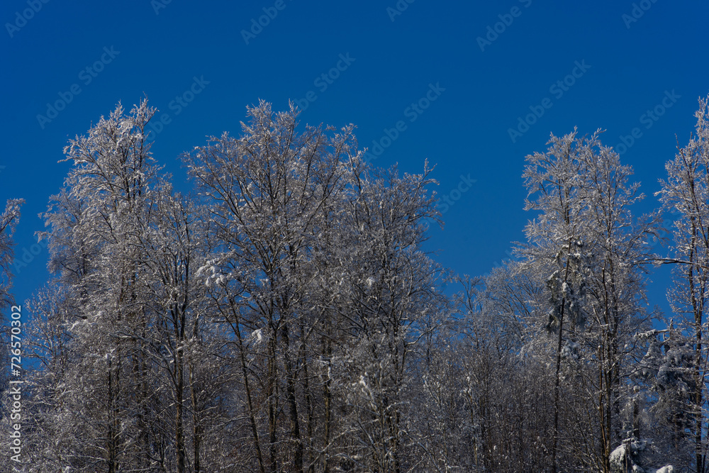 Winter Wunderland im Frühling in Bayern mit Blick auf beschneiten Bäumen
