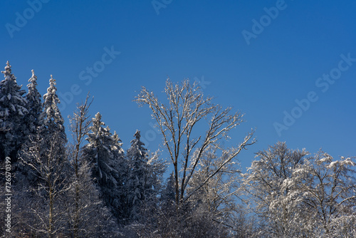 Winter Wunderland im Frühling in Bayern mit Blick auf beschneiten Bäumen