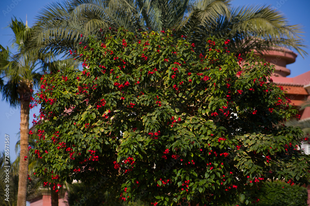 Lush foliage of a tree with blooming flowers on the branches of an exotic plant in the park