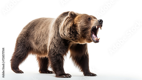 Ferocious Grizzly Bear isolated on white background photo