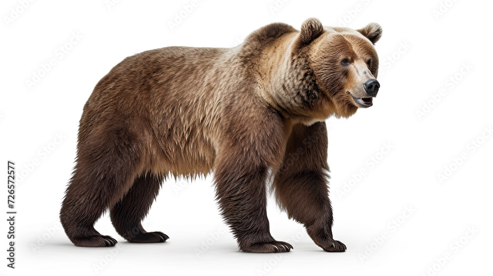 Fototapeta premium Grizzly Bear isolated on white background