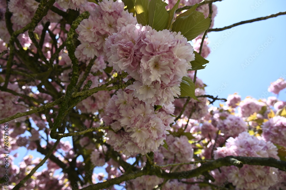 Fototapeta premium Les cerisiers en fleurs au Printemps