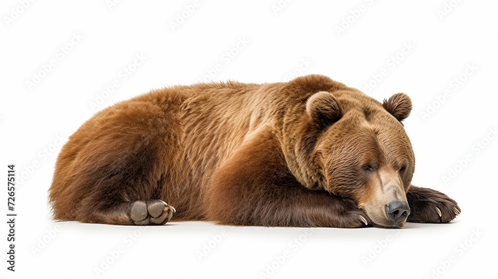 Fototapeta premium Sleeping Grizzly Bear isolated on white background