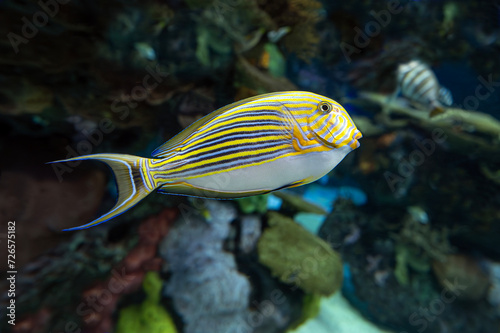 Coral  tropical fish - Blue banded surgeonfish