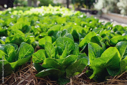 Lettuce growing in organic farm photo