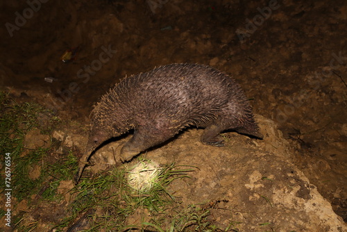 фотографія Close up photo of head of the western long beaked echidna Zaglossus bruijnii fro