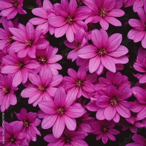 purple and pink flowers