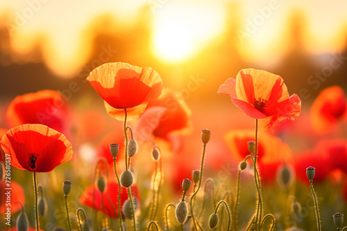 Beautiful flowers of poppies in evening light sun in nature. Poppy meadow in the light of the setting sun, poppy.