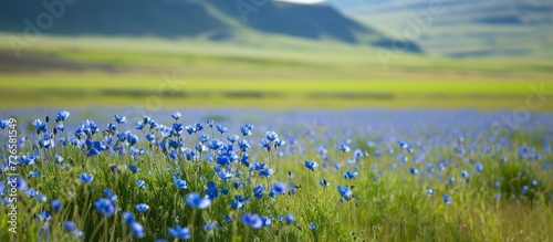 Flax field with blue flowers and green bushes. photo