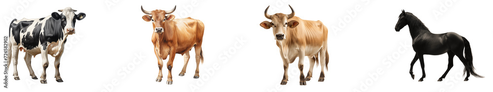 a group of cow isolated on transparent png background