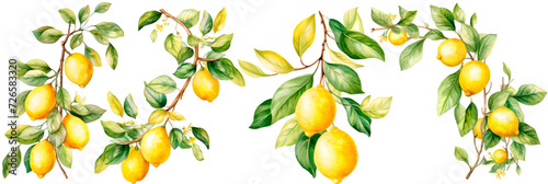 Set of watercolor lemon leaves and lemons, isolated on transparent background