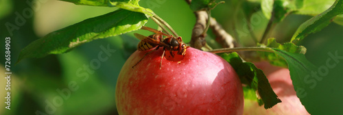 the wasp eats an apple in the garden. Wasps destroy crops. invasion of wasps.	