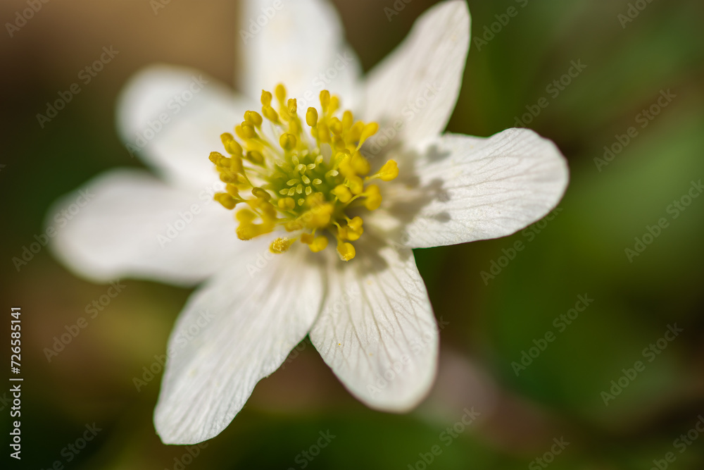 Small white flower, in the forest in Bistrita, Romania, 2023 Small white flower, in the forest in Bistrita, Romania, 2023