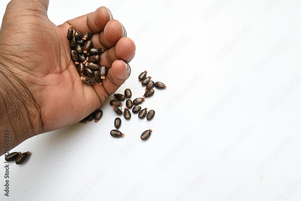 Castor seeds on white background. Ricinus communis, the castor bean or palma christi is a species of perennial flowering plant in the spurge family. Many Ayurvedic medicines are made from its oil. Castor seeds on white background. Ricinus communis, the castor bean or palma christi is a species of perennial flowering plant in the spurge family. Many Ayurvedic medicines are made from its oil.