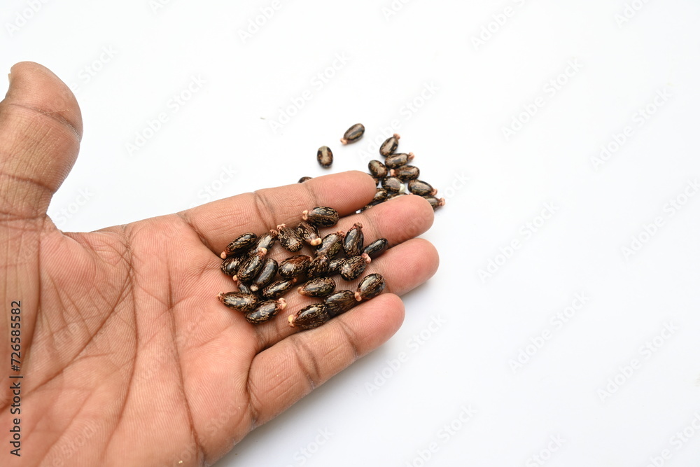 Castor seeds on white background. Ricinus communis, the castor bean or palma christi is a species of perennial flowering plant in the spurge family. Many Ayurvedic medicines are made from its oil. Castor seeds on white background. Ricinus communis, the castor bean or palma christi is a species of perennial flowering plant in the spurge family. Many Ayurvedic medicines are made from its oil.