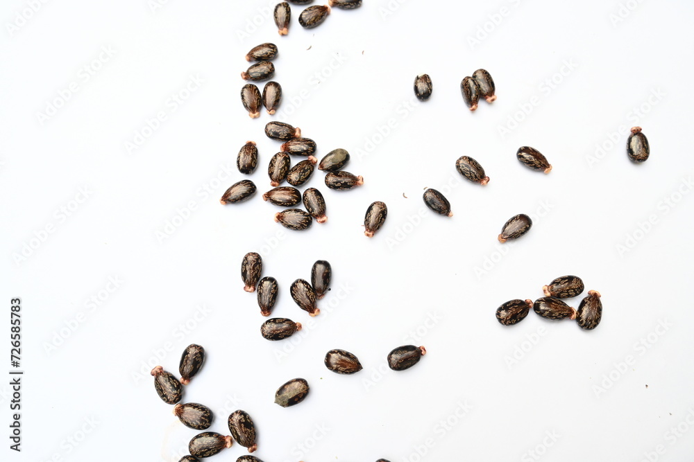 Castor seeds on white background. Ricinus communis, the castor bean or palma christi is a species of perennial flowering plant in the spurge family. Many Ayurvedic medicines are made from its oil. Castor seeds on white background. Ricinus communis, the castor bean or palma christi is a species of perennial flowering plant in the spurge family. Many Ayurvedic medicines are made from its oil.