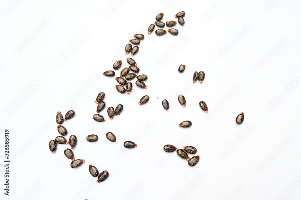 Castor seeds on white background. Ricinus communis, the castor bean or palma christi is a species of perennial flowering plant in the spurge family. Many Ayurvedic medicines are made from its oil. Castor seeds on white background. Ricinus communis, the castor bean or palma christi is a species of perennial flowering plant in the spurge family. Many Ayurvedic medicines are made from its oil.