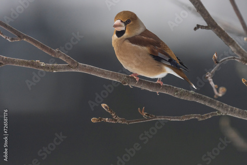 Fototapete Hawfinch (Coccothraustes coccothraustes)