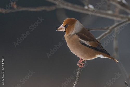 Tableau sur toile Hawfinch (Coccothraustes coccothraustes)