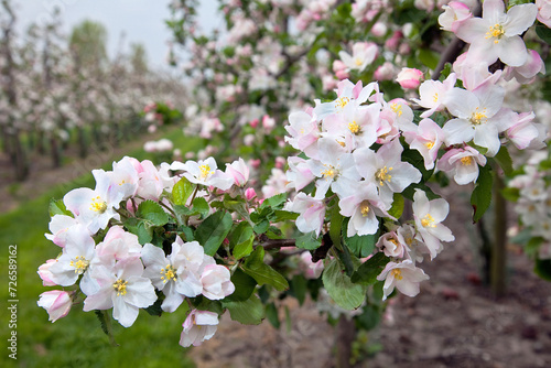 Appelbloesem in de boomgaard. Wit met roze van kleur waaruit later de appels groeien. photo