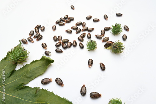 Castor seeds on white background. Ricinus communis, the castor bean or palma christi is a species of perennial flowering plant in the spurge family. Many Ayurvedic medicines are made from its oil.  © SUBASCHANDRA