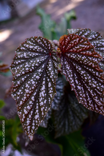 Begonia maculata (maculata meaning "spotted"), the polka dot begonia is a species of begonia. Begonia maculata has green oblong leaves with silver dots. The undersides of the leaves are red-purple.